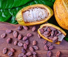 Evaluatie New Work Item Proposal (NWIP) voor de ontwikkeling van een reeks regionale  standaarden voor de cacao-industrie
