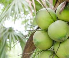 Training en ontwikkeling van kokos voor agro- verwerkers