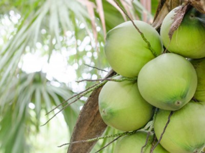 Training and development of coconut for agro-processors